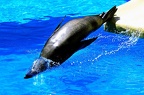 69 - loro parque