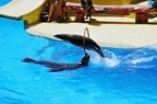 72 - loro parque