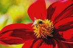 grugapark v 05 (5109 Besuche) grugapark v 05
