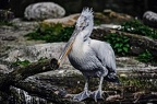 27 all-weather-zoo-animals