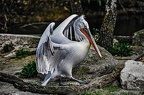 29 all-weather-zoo-animals