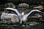 32 all-weather-zoo-animals