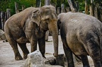 33 all-weather-zoo-animals