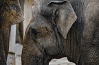 36 all-weather-zoo-animals