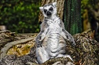 08 all-weather-zoo-animals