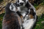 07 all-weather-zoo-animals