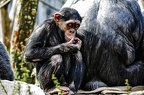 15 all-weather-zoo-animals