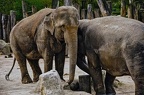 34 all-weather-zoo-animals