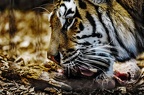 38 all-weather-zoo-animals