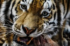 43 all-weather-zoo-animals