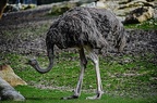 029 muenster all-weather-zoo