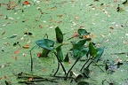 bot garden i 020