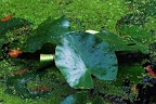 bot garden i 022