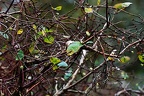bot garden i 034