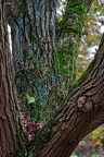 bot garden i 049