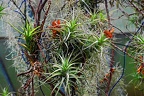 bot garden i 061