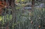 bot garden i 098 (2316 Besuche) bot garden i 098