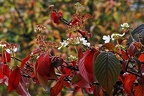bot garden i 127