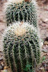 bot garden i 157