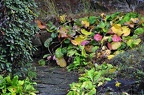 bot garden ii 003