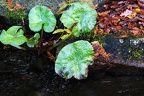 bot garden ii 064