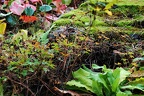 bot garden ii 079