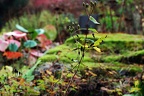 bot garden ii 078 (2292 Besuche) bot garden ii 078