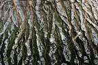 bot garden ii 095 (2349 Besuche) bot garden ii 095