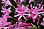 bot garden ii 113 (2228 visits) bot garden ii 113