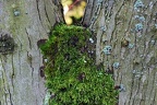 bot garden iii 083