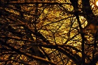 evening scene 05
