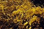 evening scene 06 (2759 посещения) evening scene 06