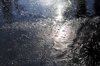 bot garden vi 029