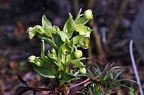 bot garden vii 016 (2548 Besuche) bot garden vii 016