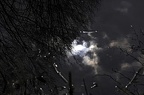 bot garden viii 008