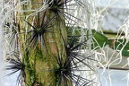 bot garden viii 040