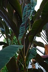 grugapark ii 67