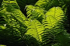 grugapark iii 59 (2156 visites) grugapark iii 59