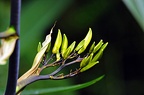koeln flora 013 (3068 visites) koeln flora 013