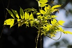 koeln flora 023