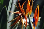 koeln flora 030