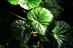 koeln flora 038