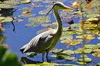 koeln flora 049