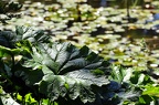 koeln flora 048 (2915 Besuche) koeln flora 048