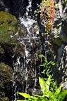 koeln flora 053