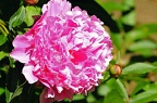 koeln flora 055