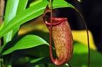 grugapark iv 64 (2450 Besuche) grugapark iv 64