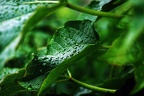 garden ii 03