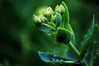 garden ii 06