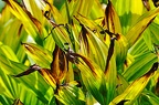 grugapark viii 05